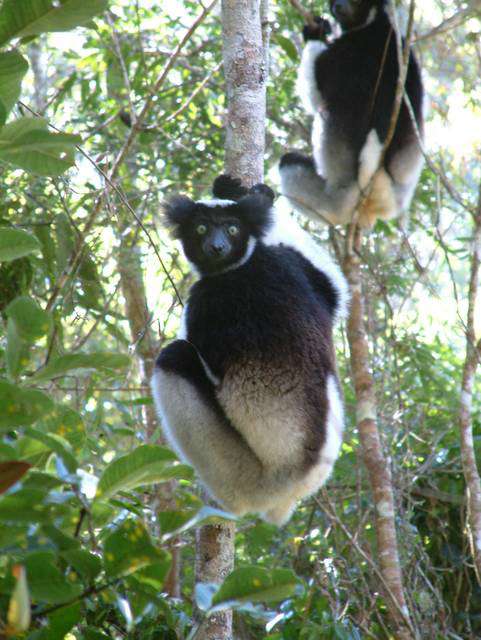 Madagascar10790.JPG