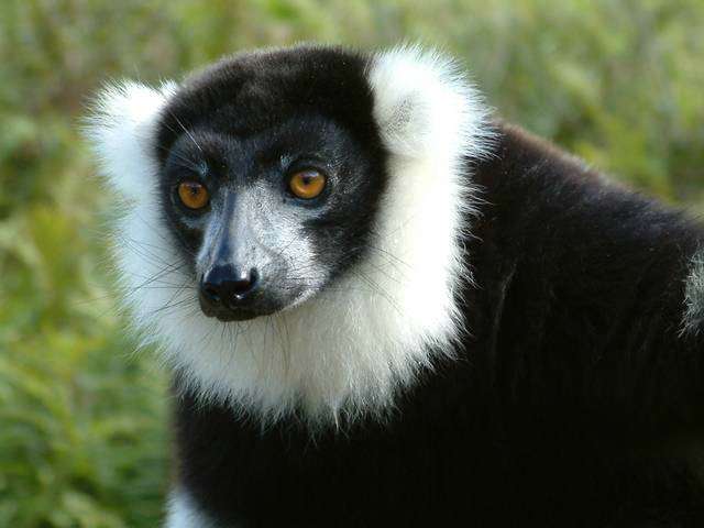 Madagascar11550.JPG