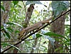 Madagascar10430.JPG