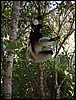 Madagascar10750.JPG