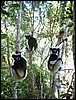 Madagascar10800.JPG