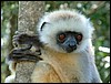Madagascar11730.JPG