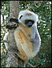 Madagascar11740.JPG