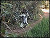 Madagascar12132s.JPG