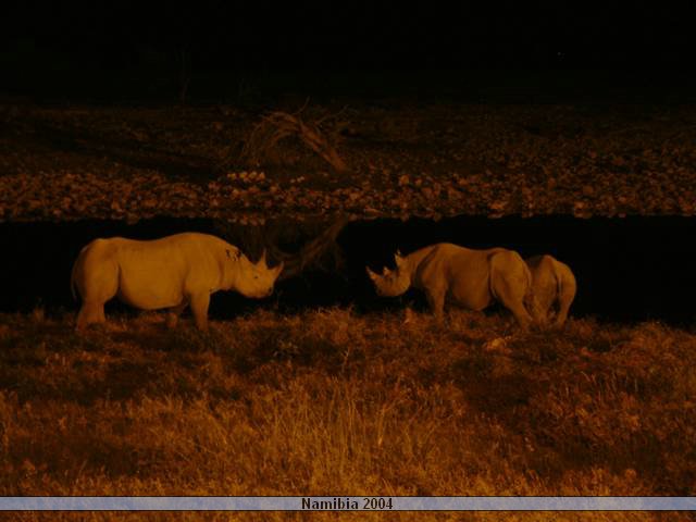 490 Etosha 18_T640.JPG