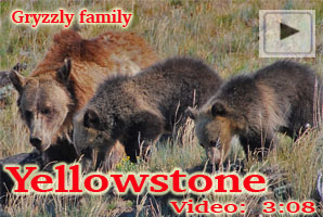 Yellowstone
