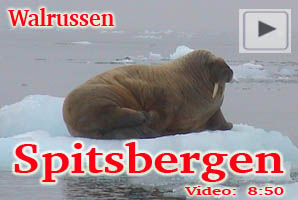 Spitsbergen