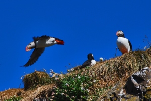 Puffins