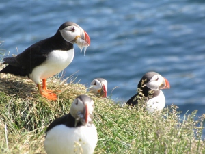 Puffins