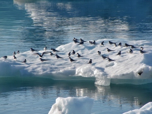 Jökulsarlon gletsjermeer