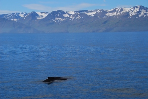 Walvistocht Husavik