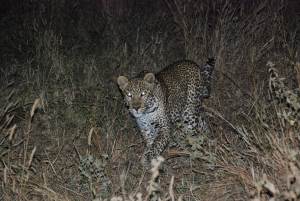 Tarangire