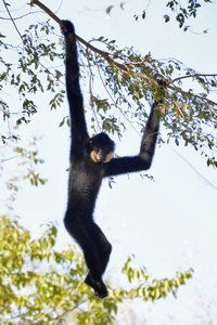Gibbon