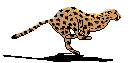 Cheetah