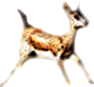 gazelle