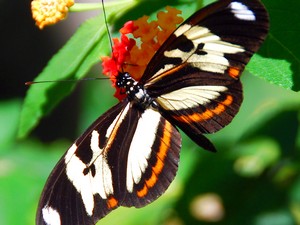 Iguazu watervallen
