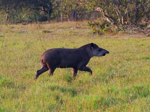 Tapir