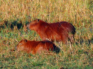 Capibara's