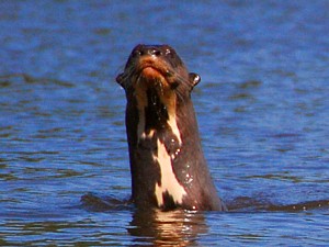Reuzenotters (Barranco Alto)