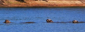Reuzenotters (Barranco Alto)