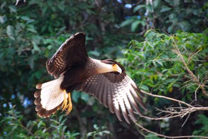 caraca (Barranco Alto)