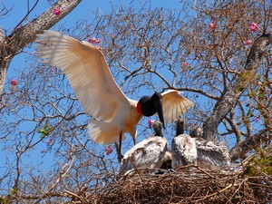 Jaribu nest