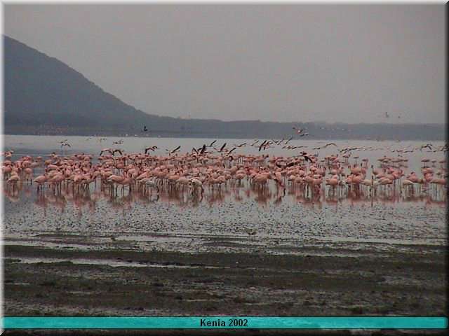 01 Nakuru - Flamingo2