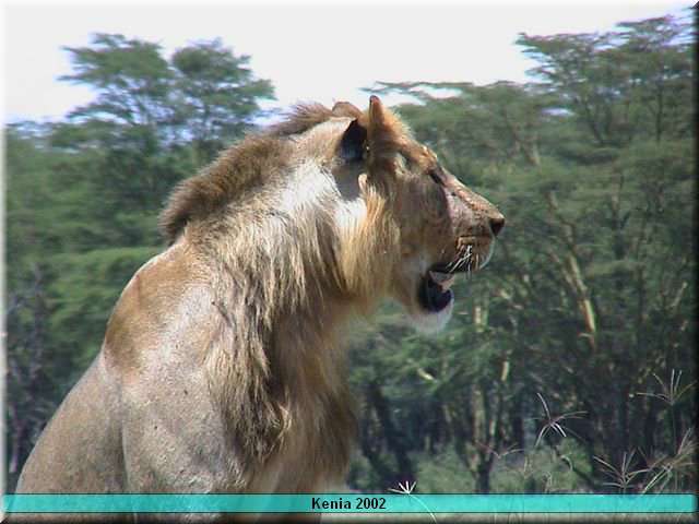 03 Nakuru - Leeuw