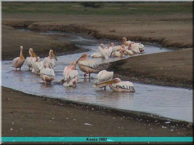 04 Nakuru - pelikanen1