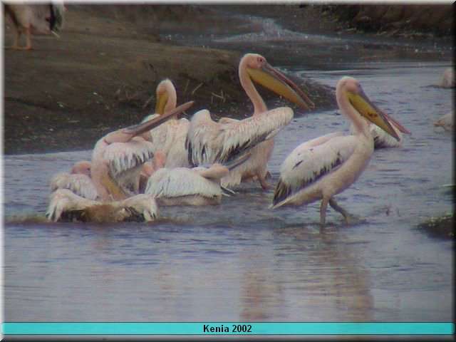 05 Nakuru - pelikanen2