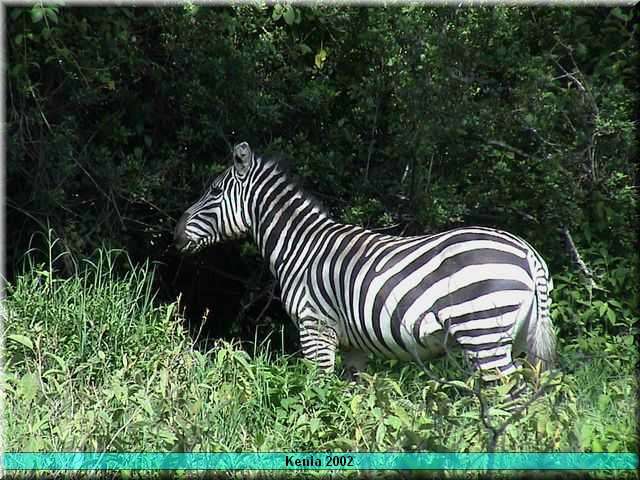 13 Nakuru - Zebra