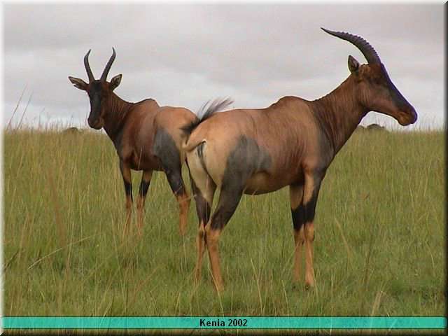 19 MasaiMara - Topi's