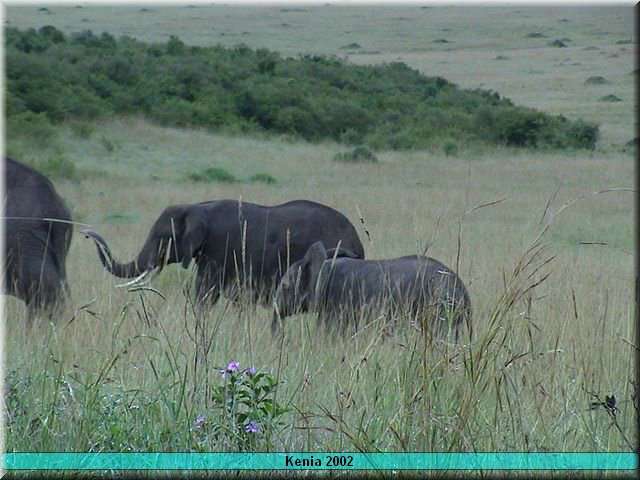 20 MasaiMara - Olifanten