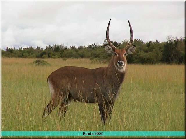 21 MasaiMara - Waterbok