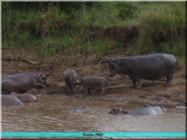 23 MasaiMara - Hippopool2