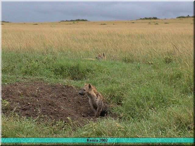 26 MasaiMara - Hyenahol1