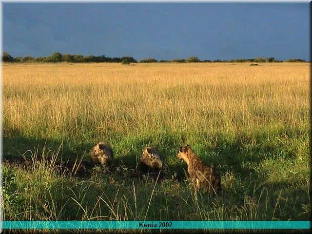 28 MasaiMara - Hyenehol3