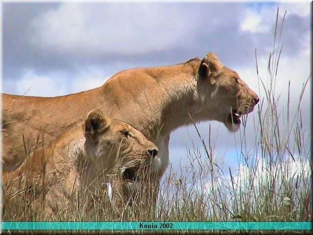 30 MasaiMara - Leeuw3