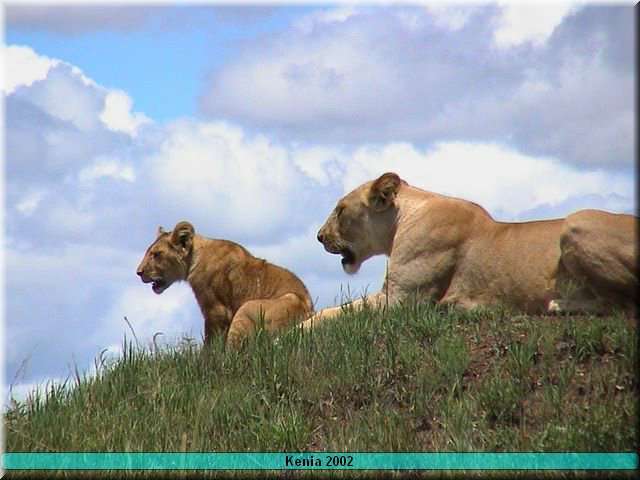 31 MasaiMara - Leeuw4