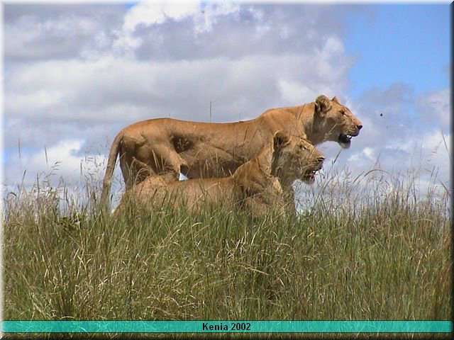 32 MasaiMara - Leeuw2