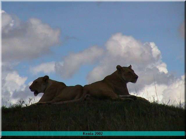 33 MasaiMara - Leeuw5