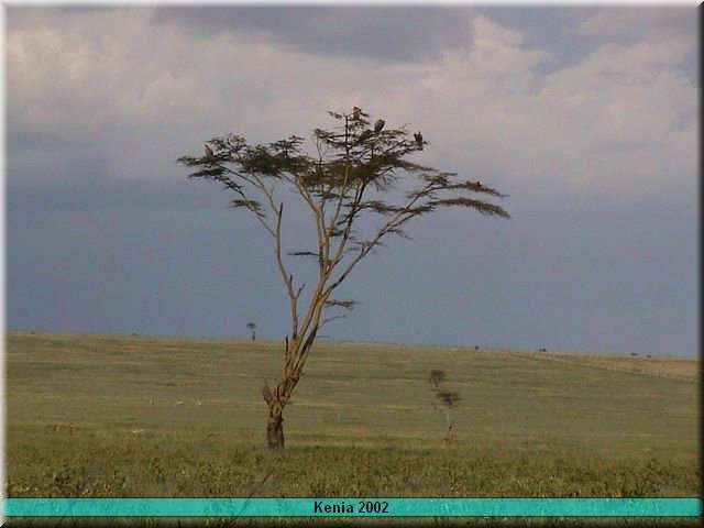 34 MasaiMara - Gieren