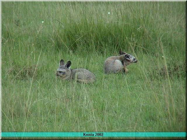 35 MasaiMara - Batered fox