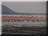 01 Nakuru - Flamingo2.JPG