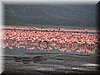 02 Nakuru - Flamingo1.JPG