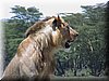 03 Nakuru - Leeuw.jpg