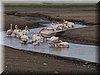 04 Nakuru - pelikanen1.JPG