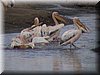 05 Nakuru - pelikanen2.JPG