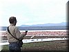06 Nakuru - Flamingo4.JPG