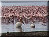 07 Nakuru - Flamingo5.JPG